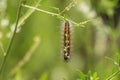 Southern Califonria creature feeding on weeds. Royalty Free Stock Photo