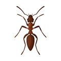 Black Gaarden Ant, Pest Control and Extermination Concept Vector Illustration on White Background Royalty Free Stock Photo