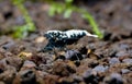 Black galaxy dwarf shrimp stay alone and look for food in aquatic soil in freshwater aquarium tank Royalty Free Stock Photo