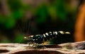  black galaxy dwarf shrimp stay on timber in fresh water aquarium tank