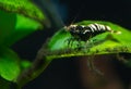 Black galaxy pinto shrimp on aquatic leaves with dark and green background