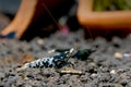 Black galaxy pinto shrimp look for food in aquatic soil near decorative with dark background in fresh water aquarium tank Royalty Free Stock Photo