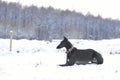 Black Galgo espanol lying in the snow Royalty Free Stock Photo