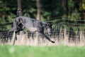 Playing black Galgo Espanol Royalty Free Stock Photo