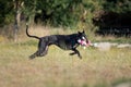 Black Galgo Espanol is playing with a plush toy Royalty Free Stock Photo