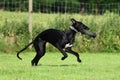 Black Galgo Espanol Puppy retrieves nosebag Royalty Free Stock Photo