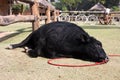 Black Galloway cattle sleep in farm