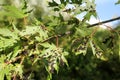 Black galls caused by maple bladder-gall mite or Vasates quadripedes on Silver Maple Acer saccharinum foliage Royalty Free Stock Photo