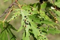 Black galls caused by maple bladder-gall mite or Vasates quadripedes on Silver Maple Acer saccharinum leaf Royalty Free Stock Photo