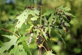 Black galls caused by maple bladder-gall mite or Vasates quadripedes on Silver Maple Acer saccharinum leaf Royalty Free Stock Photo