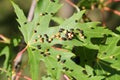 Black galls caused by maple bladder-gall mite or Vasates quadripedes on Silver Maple Acer saccharinum leaf Royalty Free Stock Photo