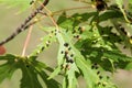 Black galls caused by maple bladder-gall mite or Vasates quadripedes on Silver Maple Acer saccharinum leaf Royalty Free Stock Photo