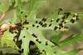 Black galls caused by maple bladder-gall mite or Vasates quadripedes on Silver Maple Acer saccharinum leaf Royalty Free Stock Photo