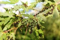 Black galls caused by maple bladder-gall mite or Vasates quadripedes on Silver Maple Acer saccharinum foliage Royalty Free Stock Photo