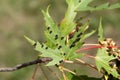 Black galls caused by maple bladder-gall mite or Vasates quadripedes on Silver Maple Acer saccharinum leaf Royalty Free Stock Photo