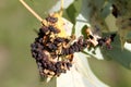 Black galls caused by maple bladder-gall mite or Vasates quadripedes on Silver Maple Acer saccharinum leaf Royalty Free Stock Photo