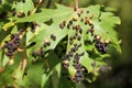 Black galls caused by maple bladder-gall mite or Vasates quadripedes on Silver Maple Acer saccharinum leaf Royalty Free Stock Photo