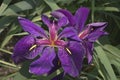 Black Gamecock Louisiana iris flowers