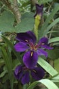 Black Gamecock Louisiana iris flowers Royalty Free Stock Photo