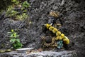 Black Ganesha statue with a wreath of flowers