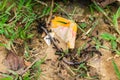 Black garden ant activity. Also known as the common black ant. These insects usually live in colonies. The small black ants,
