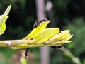 The black garden ant, also known as the common black ant, is a formicine ant, the type species of the subgenus Lasius,in indian Royalty Free Stock Photo