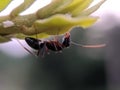 The black garden ant, also known as the common black ant, is a formicine ant, the type species of the subgenus Lasius,in indian Royalty Free Stock Photo