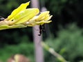 The black garden ant, also known as the common black ant, is a formicine ant, the type species of the subgenus Lasius,in indian Royalty Free Stock Photo