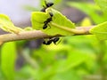 The black garden ant, also known as the common black ant, is a formicine ant, the type species of the subgenus Lasius,in indian Royalty Free Stock Photo