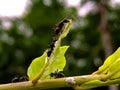 The black garden ant, also known as the common black ant, is a formicine ant, the type species of the subgenus Lasius,in indian Royalty Free Stock Photo