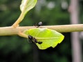 The black garden ant, also known as the common black ant, is a formicine ant, the type species of the subgenus Lasius,in indian Royalty Free Stock Photo