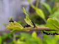 The black garden ant, also known as the common black ant, is a formicine ant, the type species of the subgenus Lasius,in indian Royalty Free Stock Photo