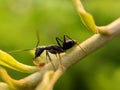 The black garden ant, also known as the common black ant, is a formicine ant, the type species of the subgenus Lasius,in indian Royalty Free Stock Photo