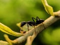The black garden ant, also known as the common black ant, is a formicine ant, the type species of the subgenus Lasius,in indian Royalty Free Stock Photo