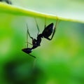 The black garden ant, also known as the common black ant, is a formicine ant, the type species of the subgenus Lasius,in indian Royalty Free Stock Photo