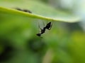 The black garden ant, also known as the common black ant, is a formicine ant, the type species of the subgenus Lasius,in indian Royalty Free Stock Photo