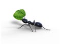 Black Garden Ant Carrying Leaf