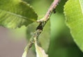 black garden ant colony (Lasius niger) feedin on honeydew from aphids, made a nest in a plant in the garden Royalty Free Stock Photo