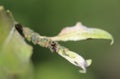 black garden ant colony (Lasius niger) feedin on honeydew from aphids, made a nest in a plant in the garden Royalty Free Stock Photo