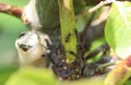 black garden ant colony (Lasius niger), made a nest in a plant in the garden Royalty Free Stock Photo