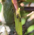 black garden ant colony (Lasius niger), made a nest in a plant in the garden Royalty Free Stock Photo