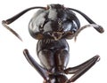 Black Garden Ant Cutout Royalty Free Stock Photo