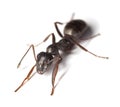 Black garden ant (Lasius niger) Royalty Free Stock Photo