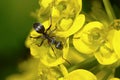 Black garden ant, lasius niger Royalty Free Stock Photo