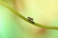 The black garden ant Lasius niger Royalty Free Stock Photo