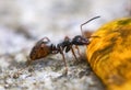 Black garden ant (Lasius niger) Royalty Free Stock Photo