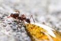 Black garden ant (Lasius niger) Royalty Free Stock Photo