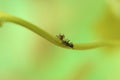 The black garden ant or Lasius niger on a creeper stem Royalty Free Stock Photo