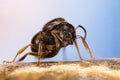 Black Garden Ant, Lasius niger - Queen without wings. Royalty Free Stock Photo