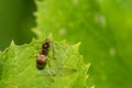 Black Garden Ant Swarmer - Lasius niger Royalty Free Stock Photo